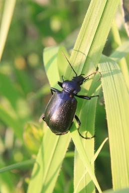 beetle black calosoma