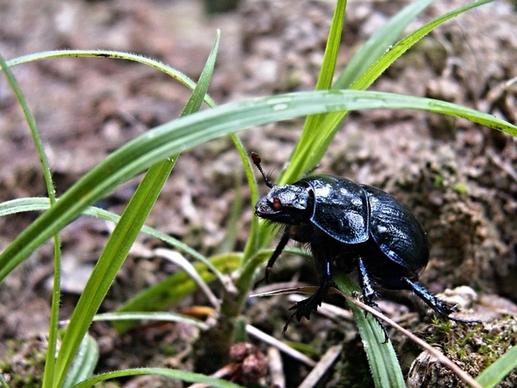 beetle macro black