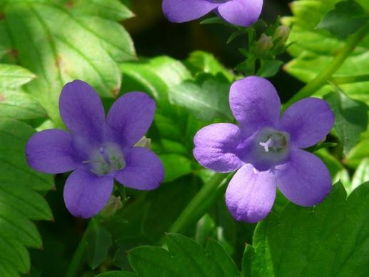 bellflower flower blue