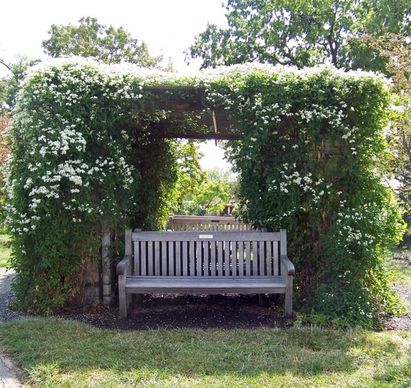 bench under arbor