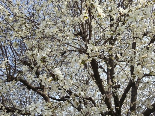 beoc flowers wood spring tree