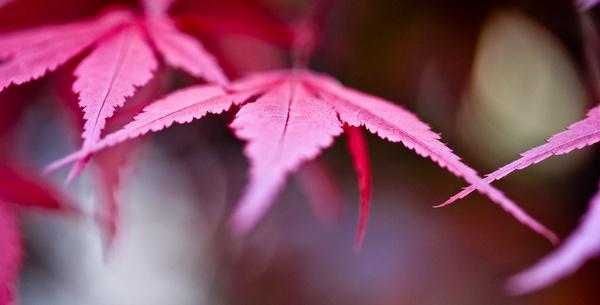 bergamo red leaves