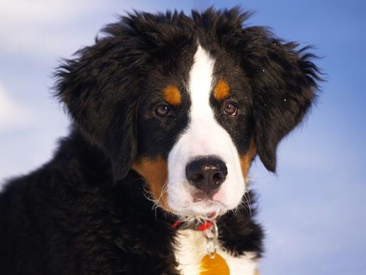 bernese mountain dog puppy animal
