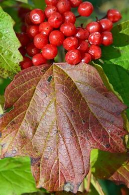 berries autumn journal