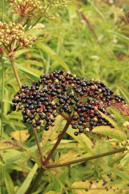 berries black danewort