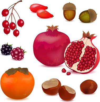 berries with pomegranate vector design