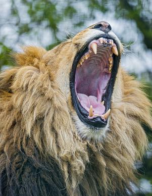 big lion yawn