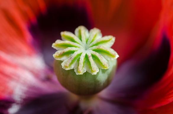 big wild poppy close up
