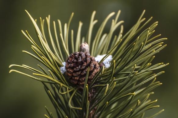 biology blur branch cone conifer coniferous daytime