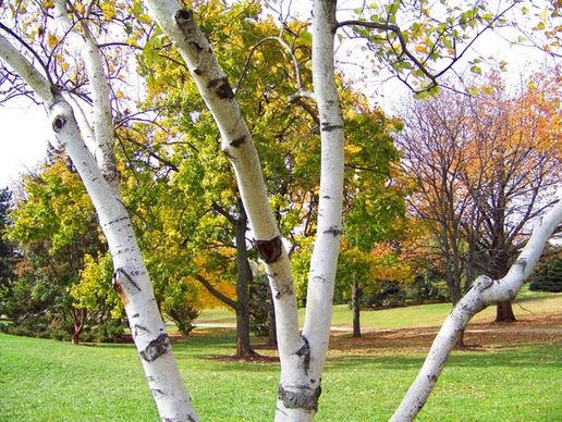 birch tree and other trees