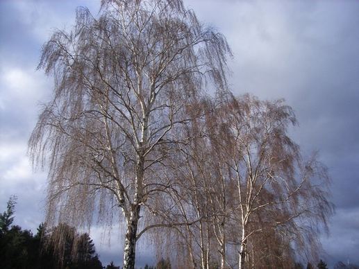 birch tree spring