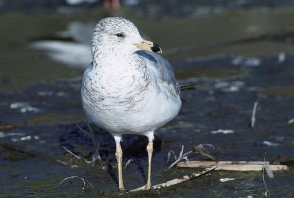 bird california gull seagull