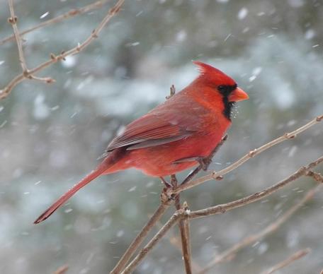 bird cardinal male