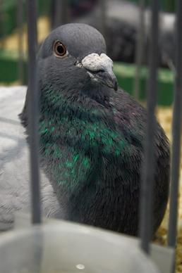 bird dove pigeons