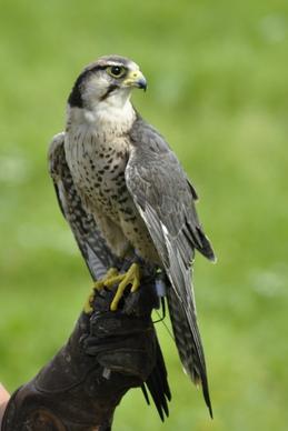bird falk gyr falcon