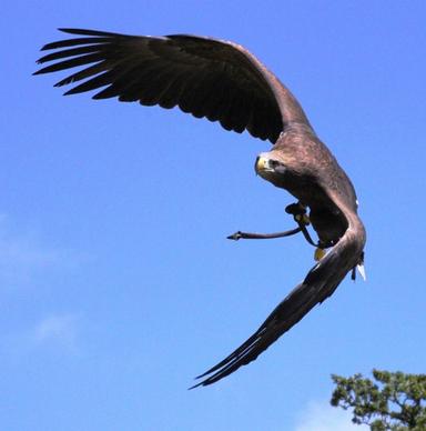 bird flight raptor