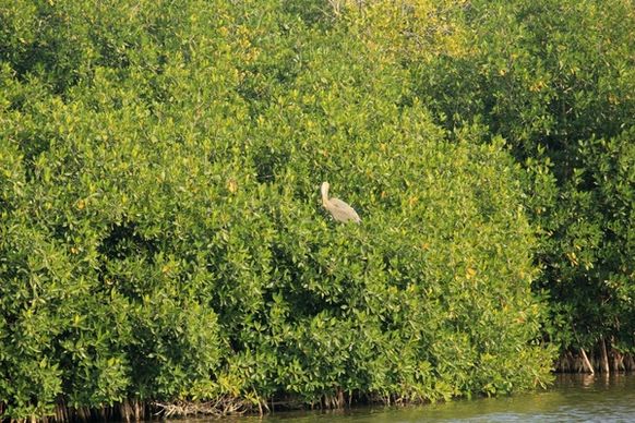 bird in the trees at everglades national park florida