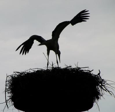 bird nest sky