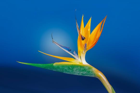 Bird of paradise flower picture bright elegant closeup 