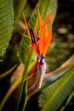 bird of paradise flower picture elegant bright closeup