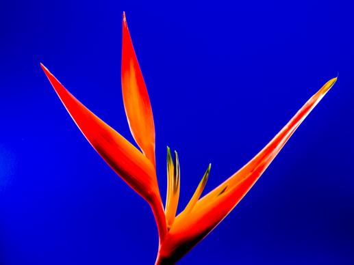 Bird of paradise flower picture elegant closeup 
