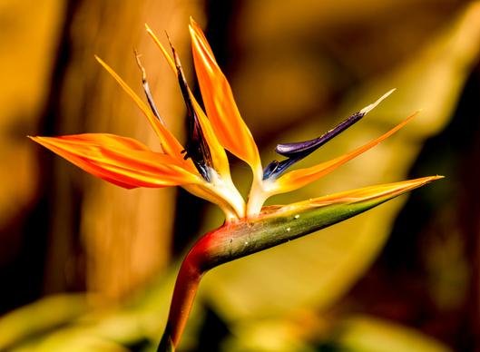   Bird of paradise flower picture elegant closeup blooming 