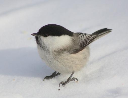 bird winter snow