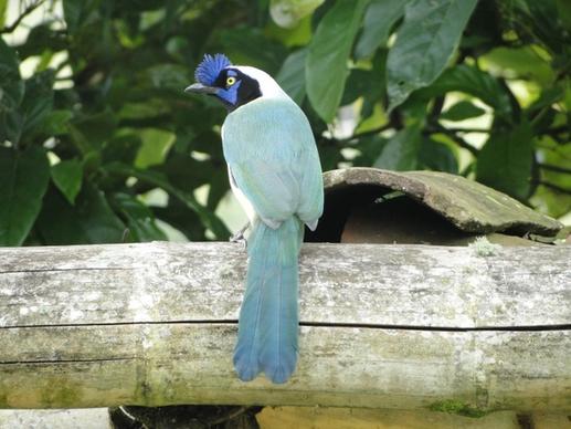 birds blue colombian