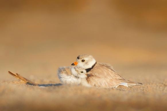closeup of cute mother bird and chick