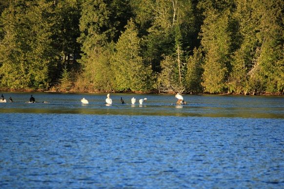 birds in the river at lake nipigon ontario canada