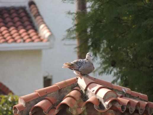 birds pigeons animals