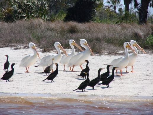 birds white pelican cormorant
