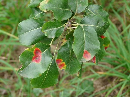 birnbaum leaves pear disease