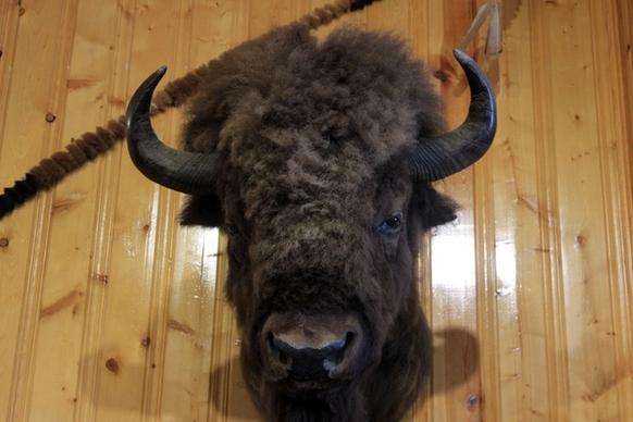 bison head in the black hills south dakota