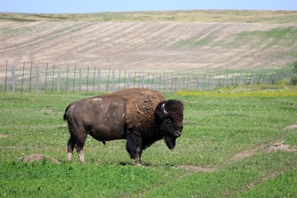 bison on the grassland at badlands national park south dakota