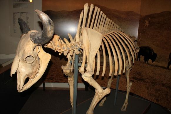 bison skeleton in mitchell south dakota