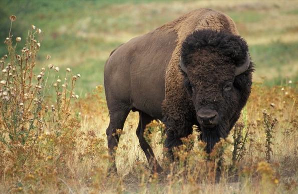 bison usa buffalo