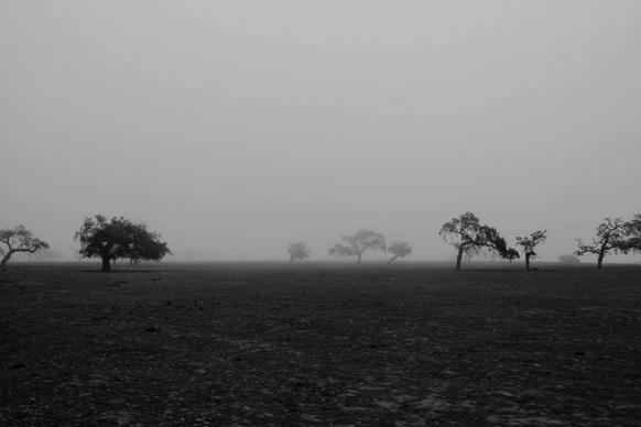 black and white field fog landscape mist morning