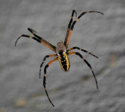 black and yellow spider argiope aurantico arachnid