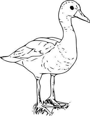 Black Bellied Wisteling Duck clip art