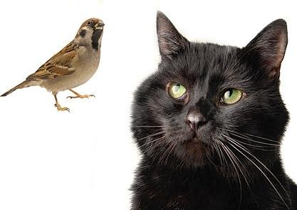 black cat and bird stock photo
