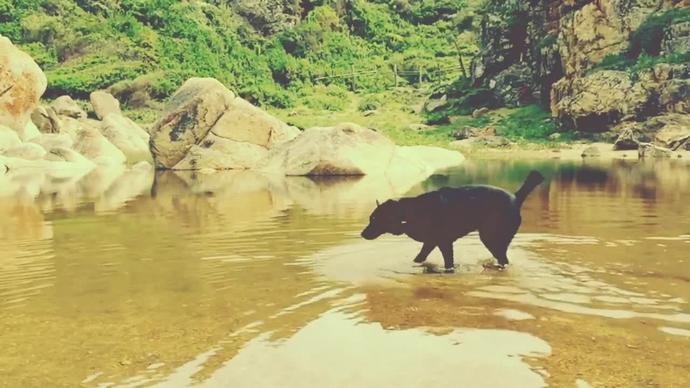 black dog joyful on beach