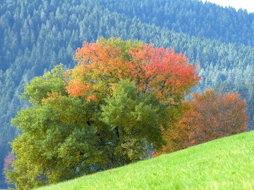 black forest fall colors