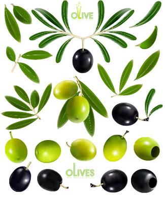 black olives and green olives vector graphics