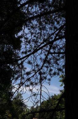 black pine tree conifer