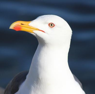black-backed gull seagull bird