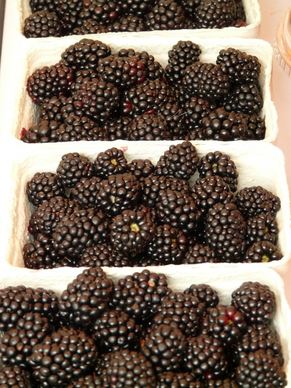 blackberries rubus sectio rubus berries