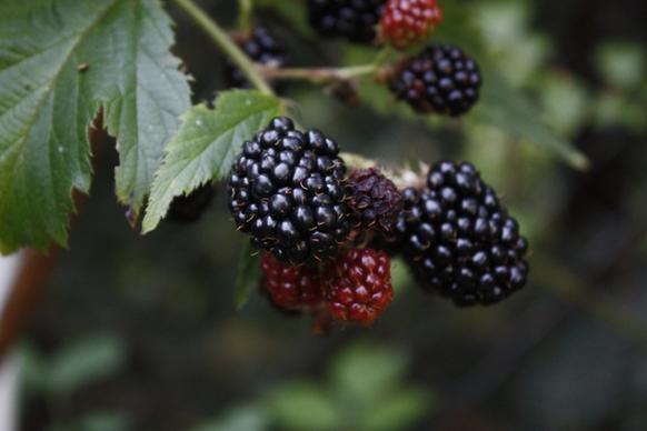 blackberry fruits of the forest food