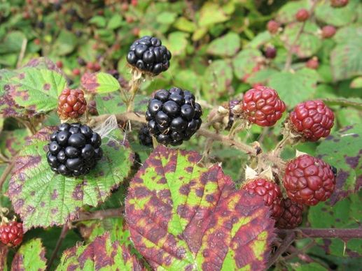 blackberry fruits of the forest fruit