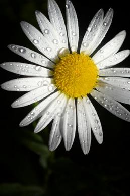 closeup of dew on fresh white flower